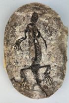 A COMPLETE FOSSIL REPTILE IN A STONE, 24cm x 16cm Barasaurus is an extinct genus of procolophonoid
