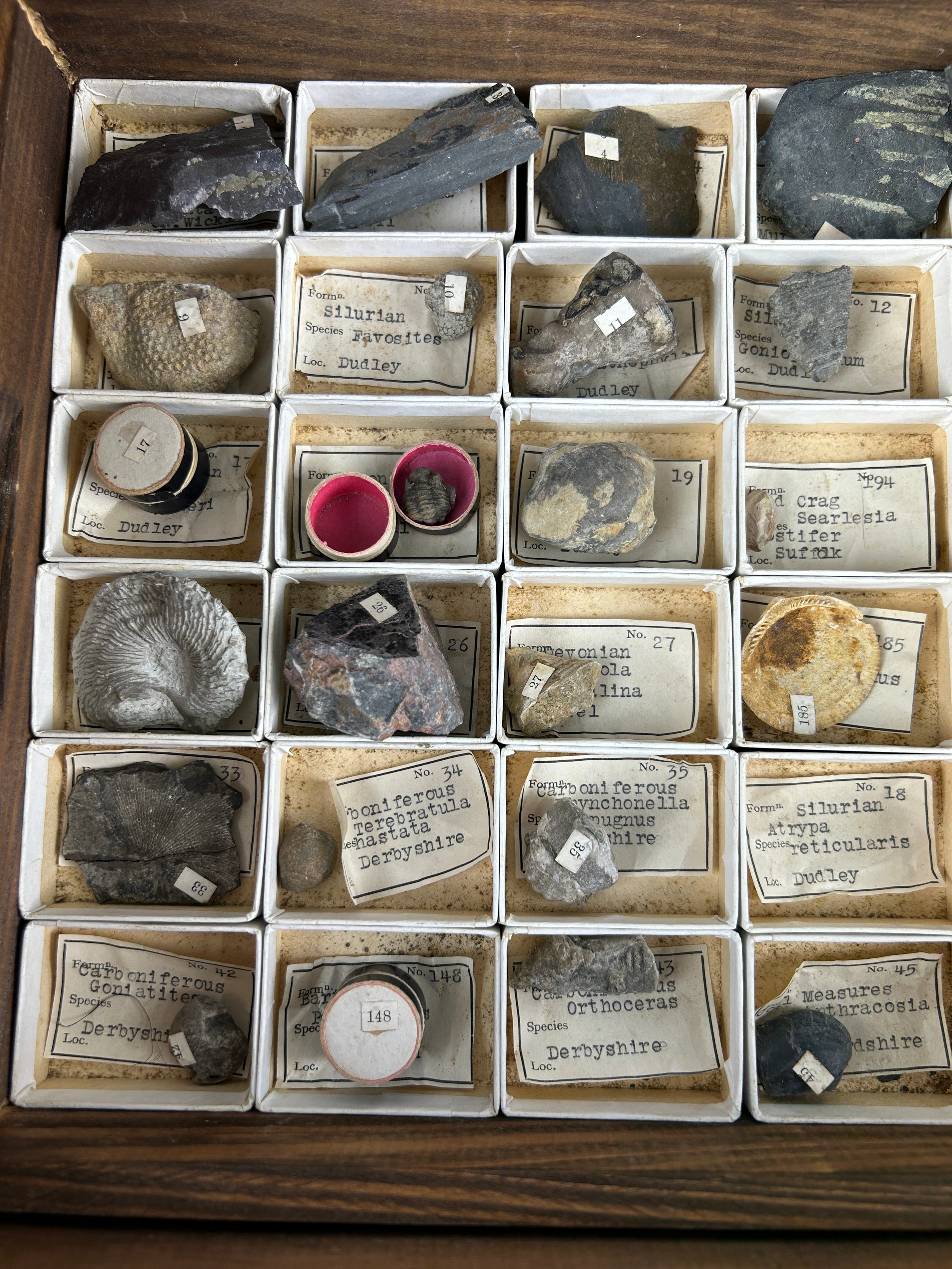A GREGORY BOTTLEY CASED COLLECTION OF FOSSILS, Four wooden trays contained in a wooden box. - Image 7 of 12