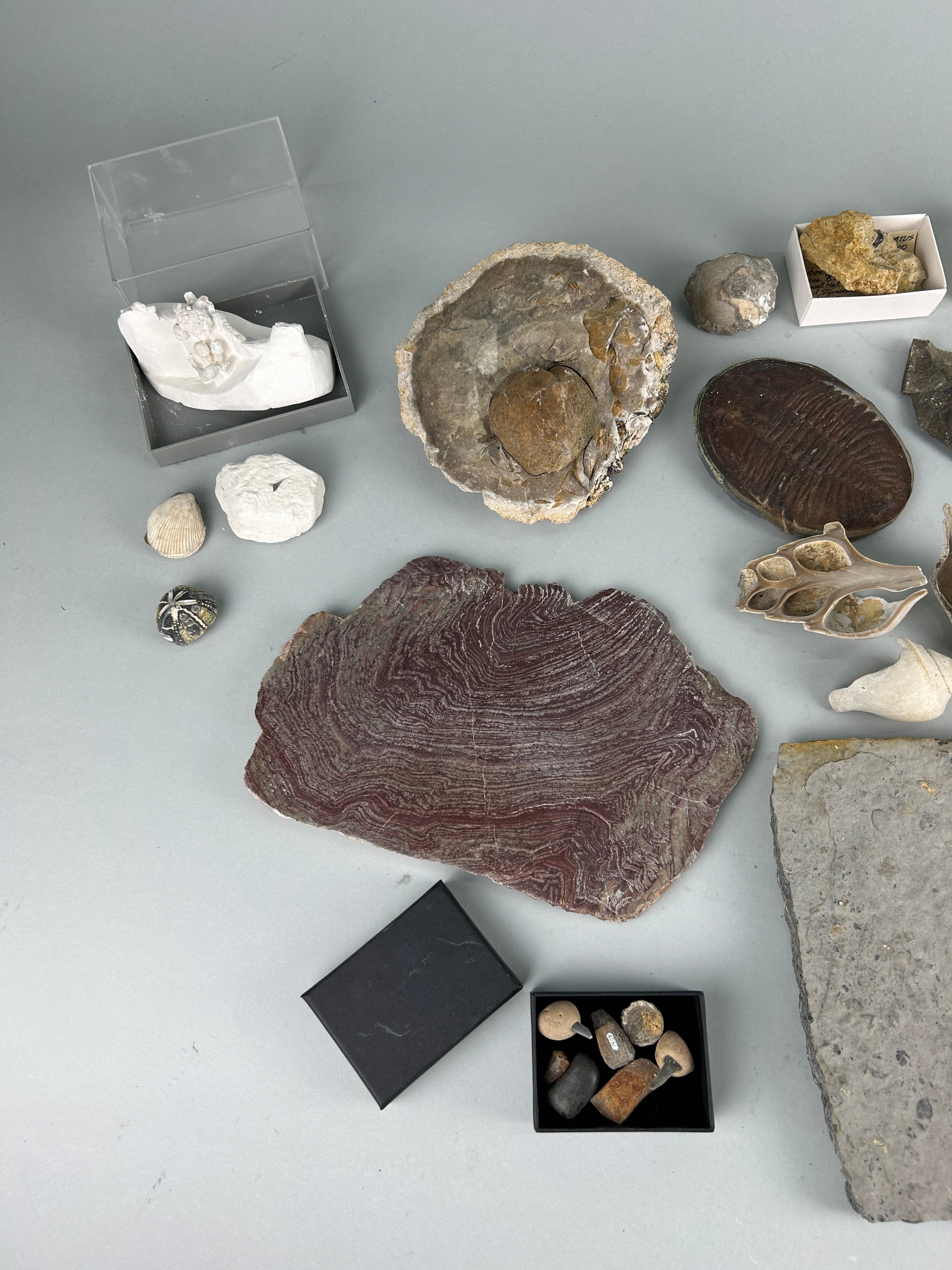 A LARGE COLLECTION OF FOSSILS AND NATURAL HISTORY INTEREST (Qty) - Image 4 of 5