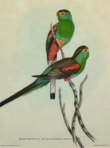 A PAIR OF COLOURED BIRD ENGRAVINGS AFTER JOHN GOULD BY HULLMANDEL AND WALTON (2) 37cm x 27cm.