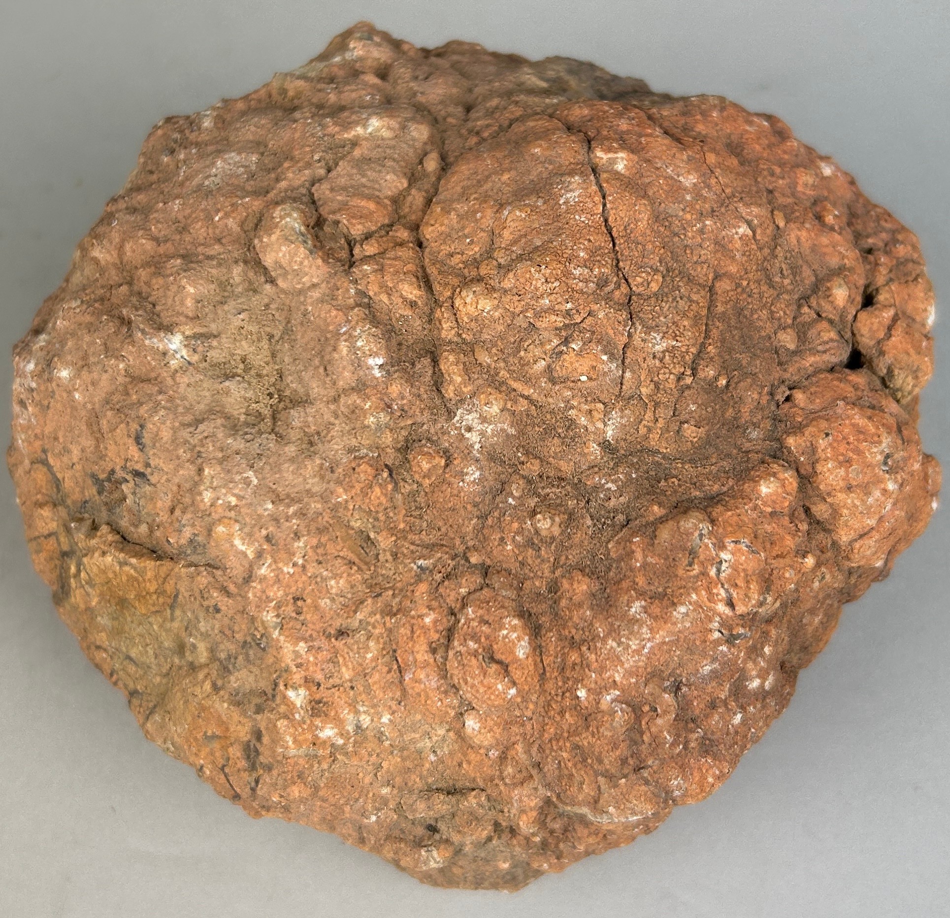 A DINOSAUR 'COPROLITE' OR FOSSIL POO FROM UTAH A large dinosaur coprolite or 'fossil poo' from a - Image 2 of 2