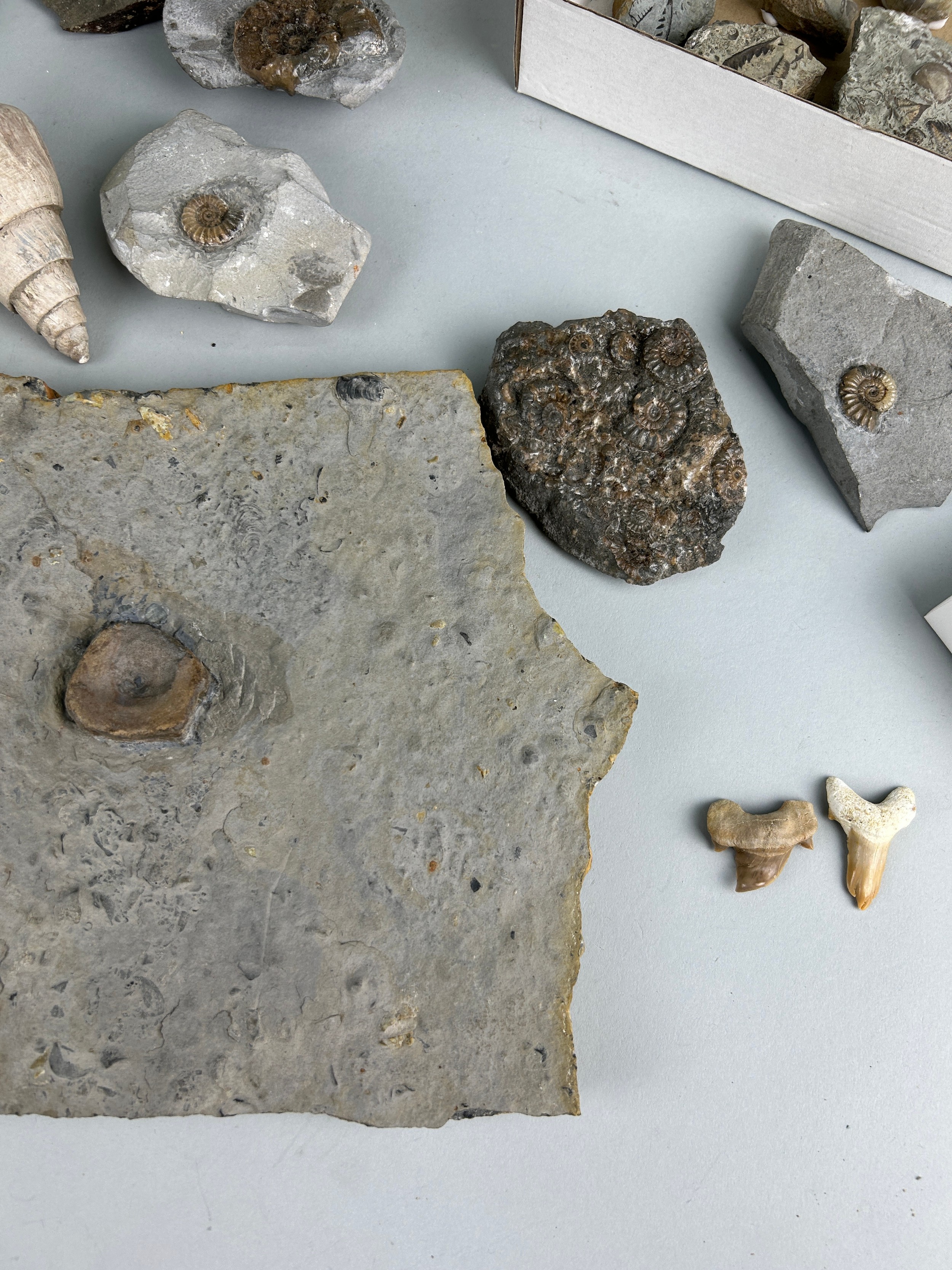 A LARGE COLLECTION OF FOSSILS AND NATURAL HISTORY INTEREST (Qty) - Image 3 of 5