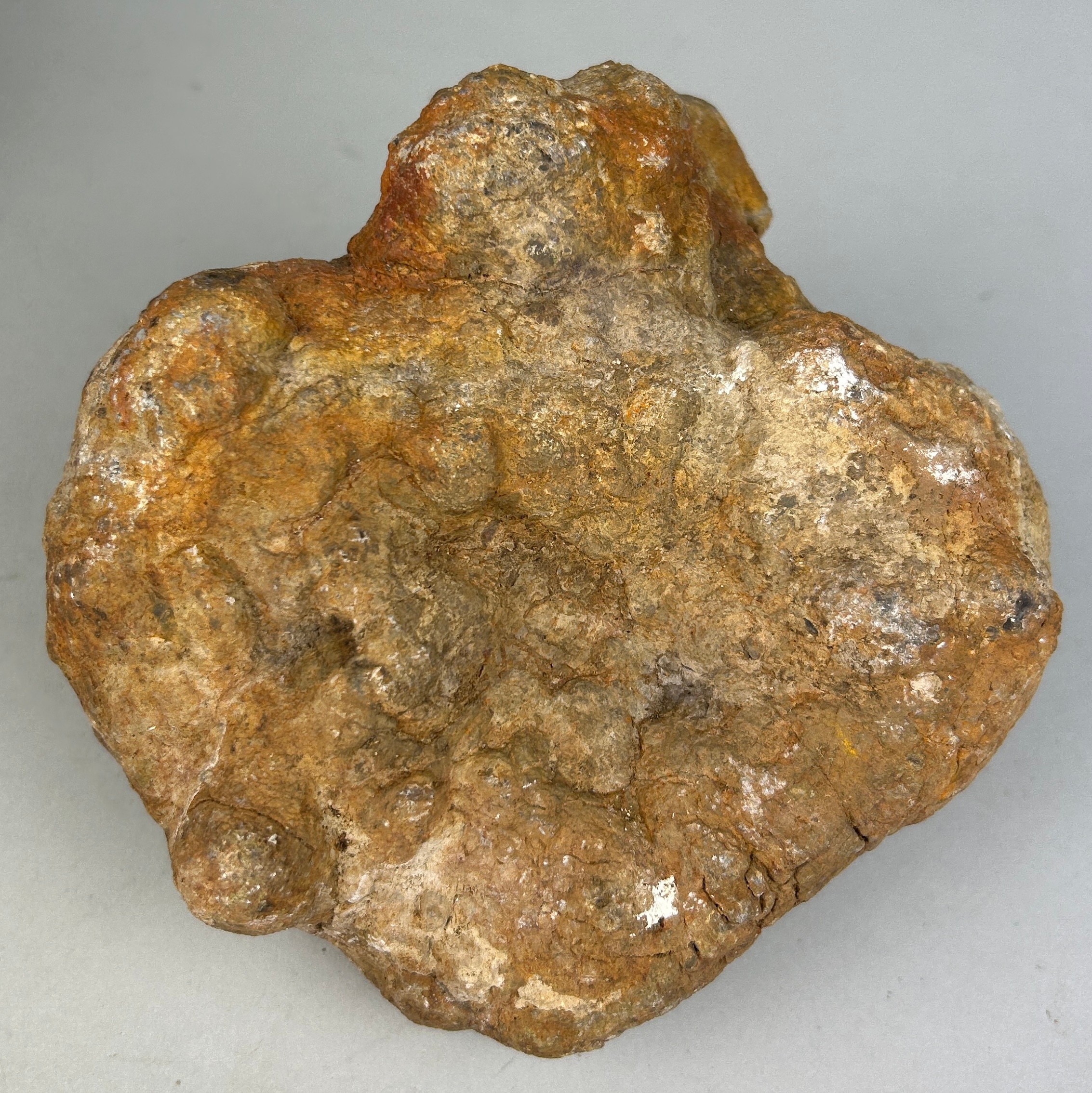 A LARGE DINOSAUR ‘COPROLITE’ OR FOSSIL POO FROM UTAH A very large dinosaur coprolite or ‘fossil poo’ - Image 3 of 3