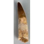 A SPINOSAURUS DINOSAUR TOOTH FOSSIL, 9cm L A large example of a Spinosaurus Dinosaur Tooth Fossil