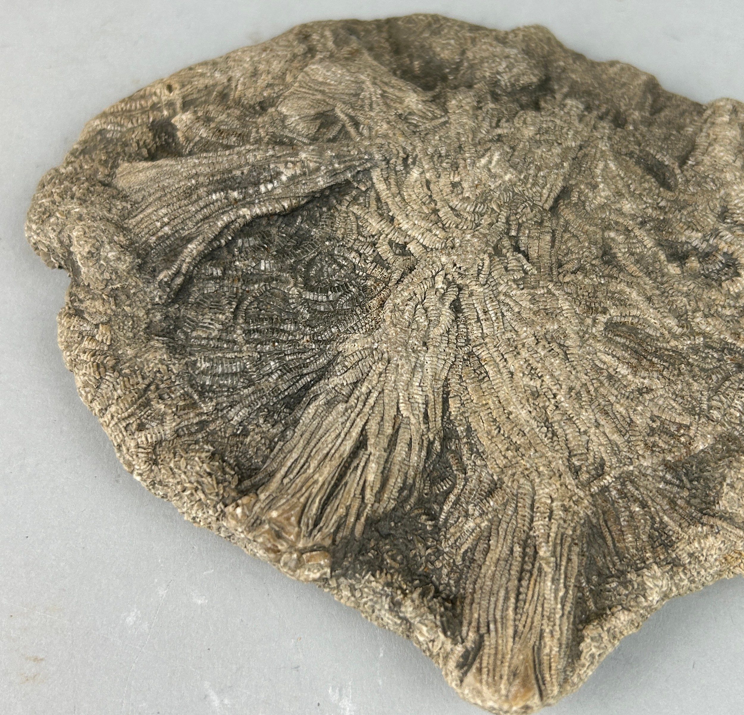 A FOSSIL SEA LILY CRINOID FROM LYME REGIS 11cm x 8cm Jurassic - 200 million years old - Image 2 of 2