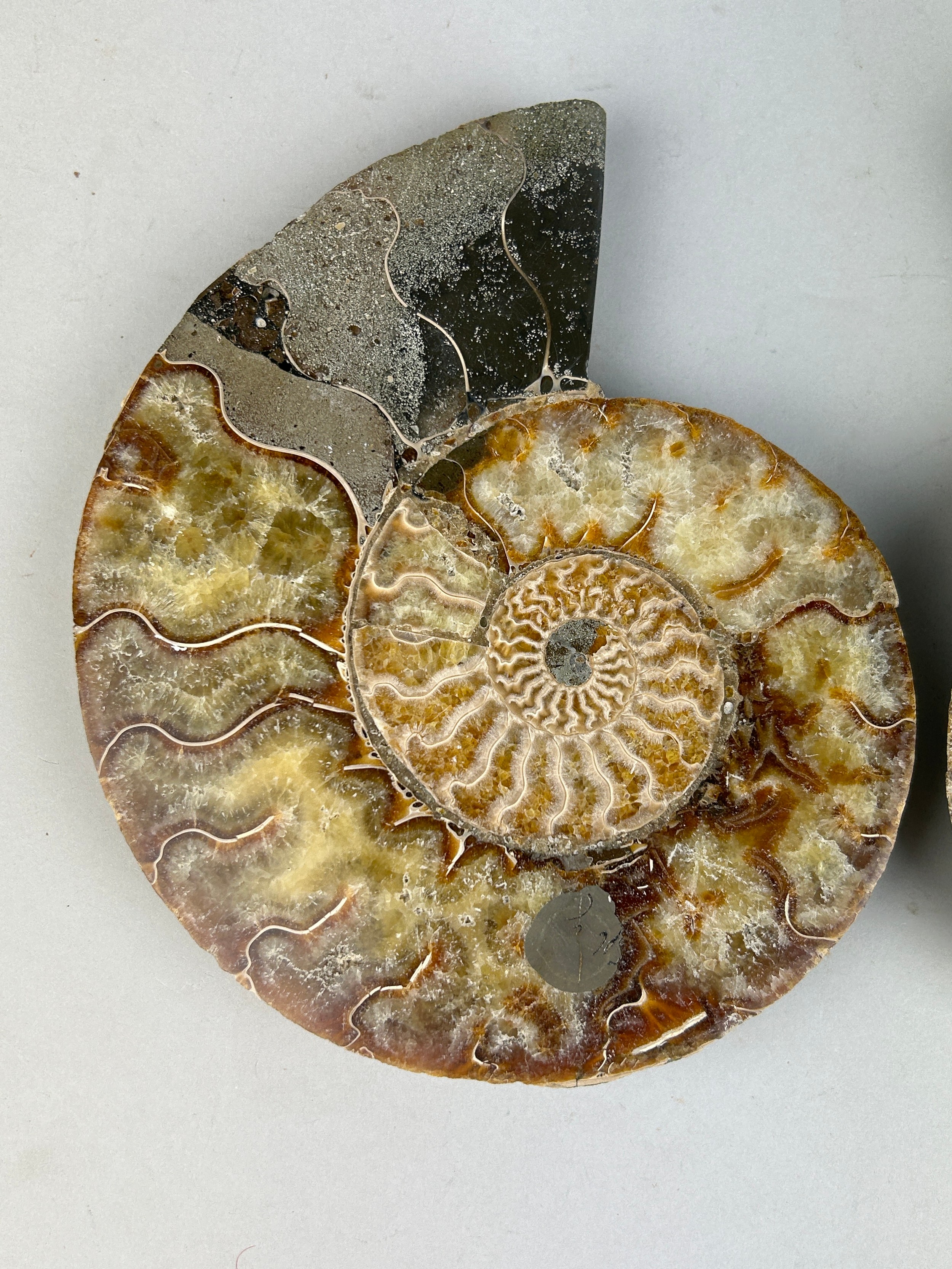 A VERY LARGE CUT AND POLISHED AMMONITE FOSSIL 20cm x 16cm each A very large Ammonite Fossil from - Image 2 of 4