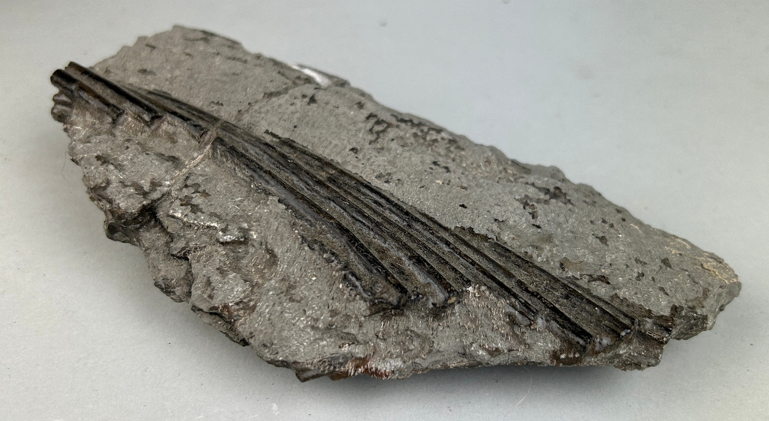 FOSSIL ICHTHYOSAURUS MARINE DINOSAUR RIBS FROM LYME REGIS 16cm x 9cm From the Jurassic coast, - Image 4 of 4