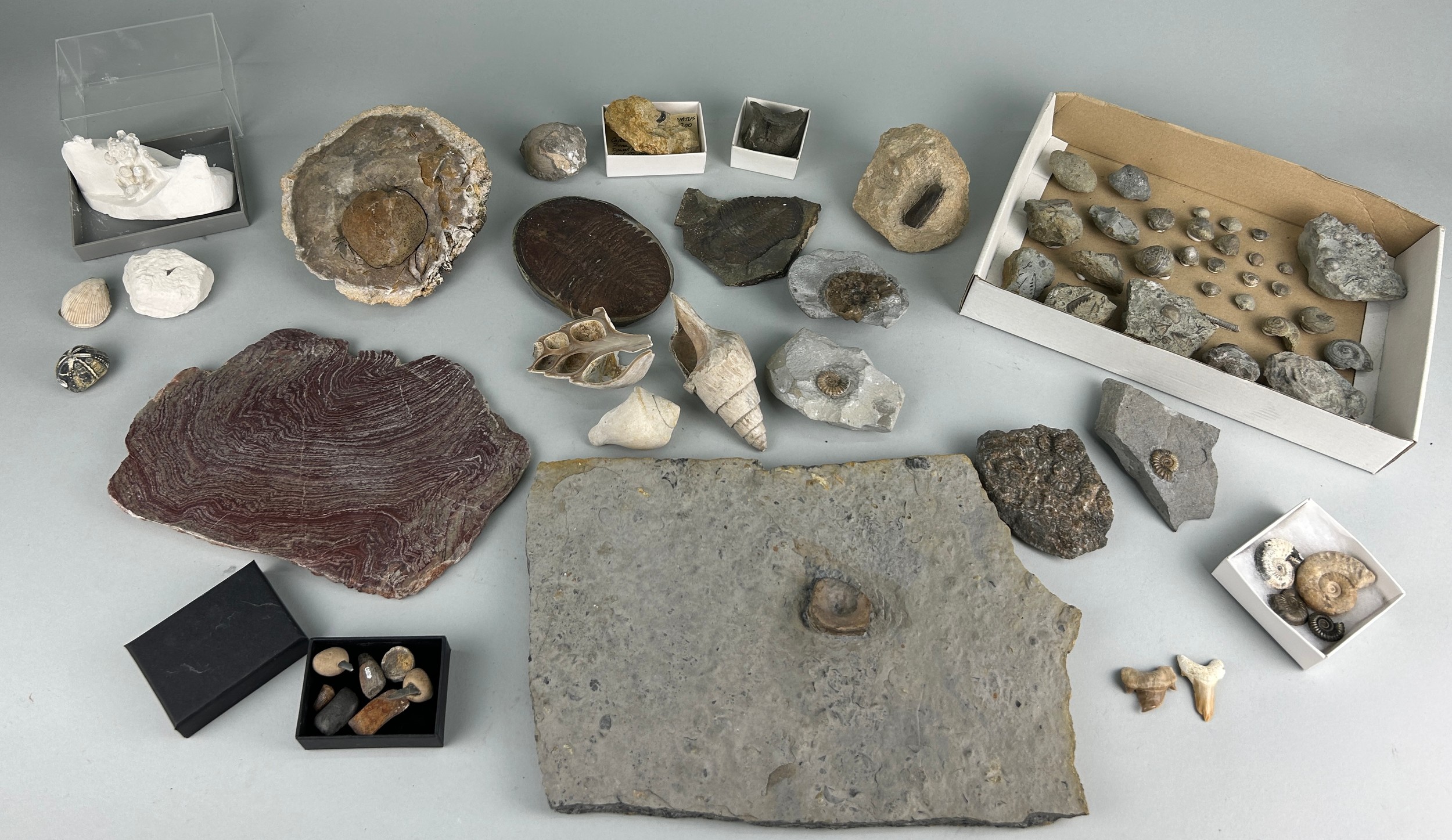 A LARGE COLLECTION OF FOSSILS AND NATURAL HISTORY INTEREST (Qty)