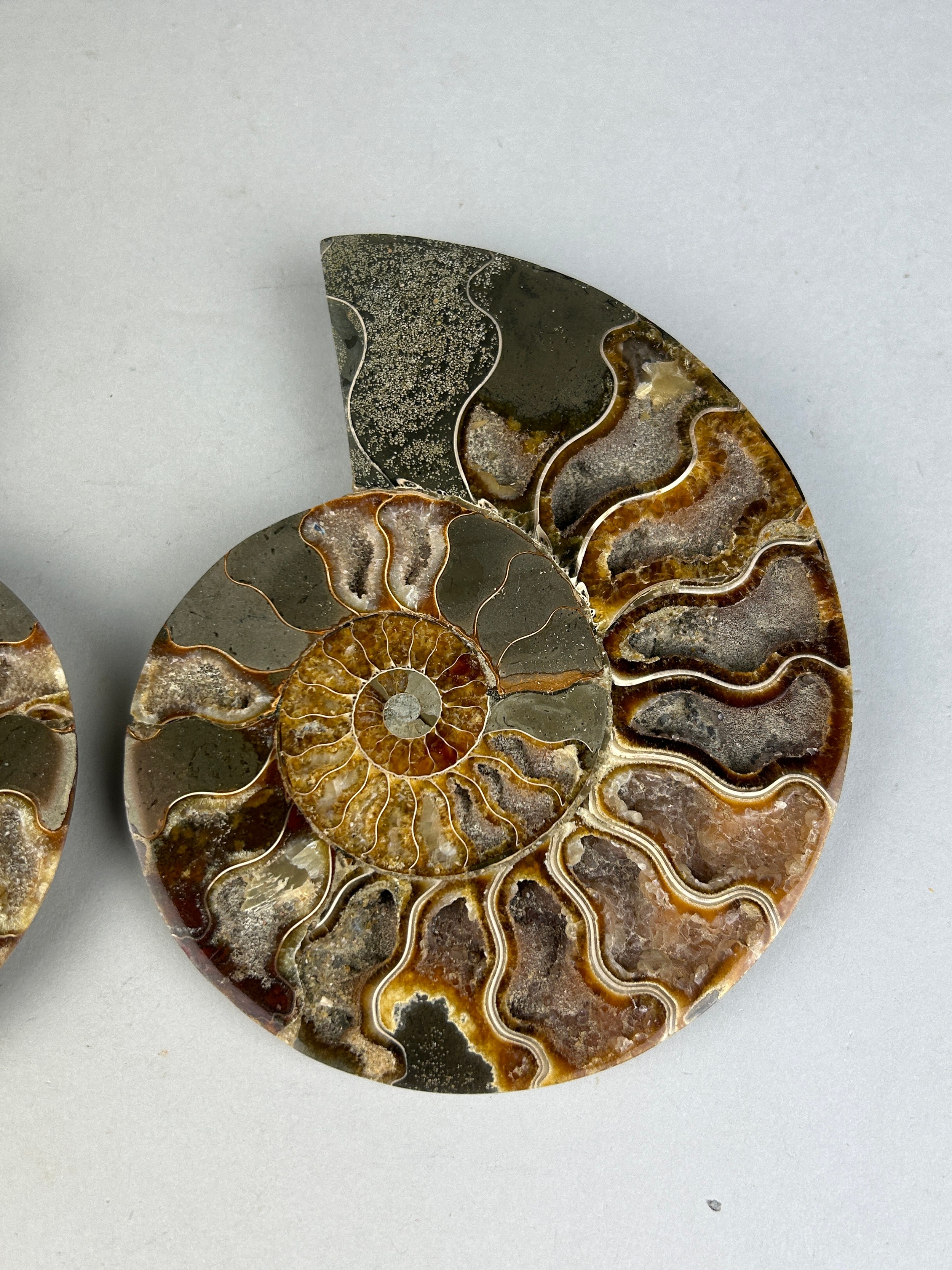 A LARGE CUT AND POLISHED AMMONITE FOSSIL 15cm x 12cm Large Ammonite Fossil from Madagascar, cut - Image 3 of 4