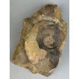 AMMONITE FOSSIL FROM DORSET Prepared out of original stone matrix. Jurassic - 160 million years old.