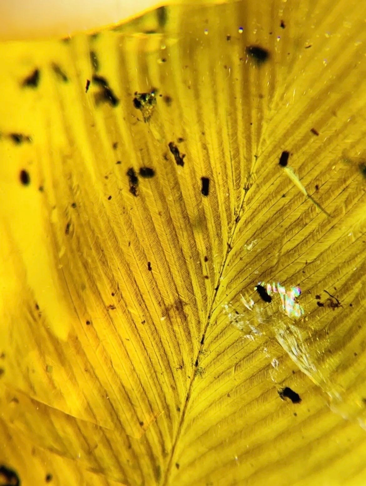 A VERY RARE DINOSAUR FEATHER FOSSIL IN BURMESE AMBER An extremely scarce double feather alongside - Image 3 of 3