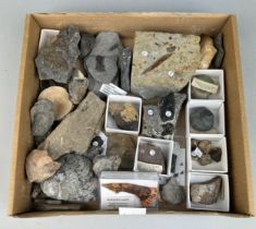 MIXED COLLECTION OF DINOSAUR FOSSILS AND TEETH Old British collection.