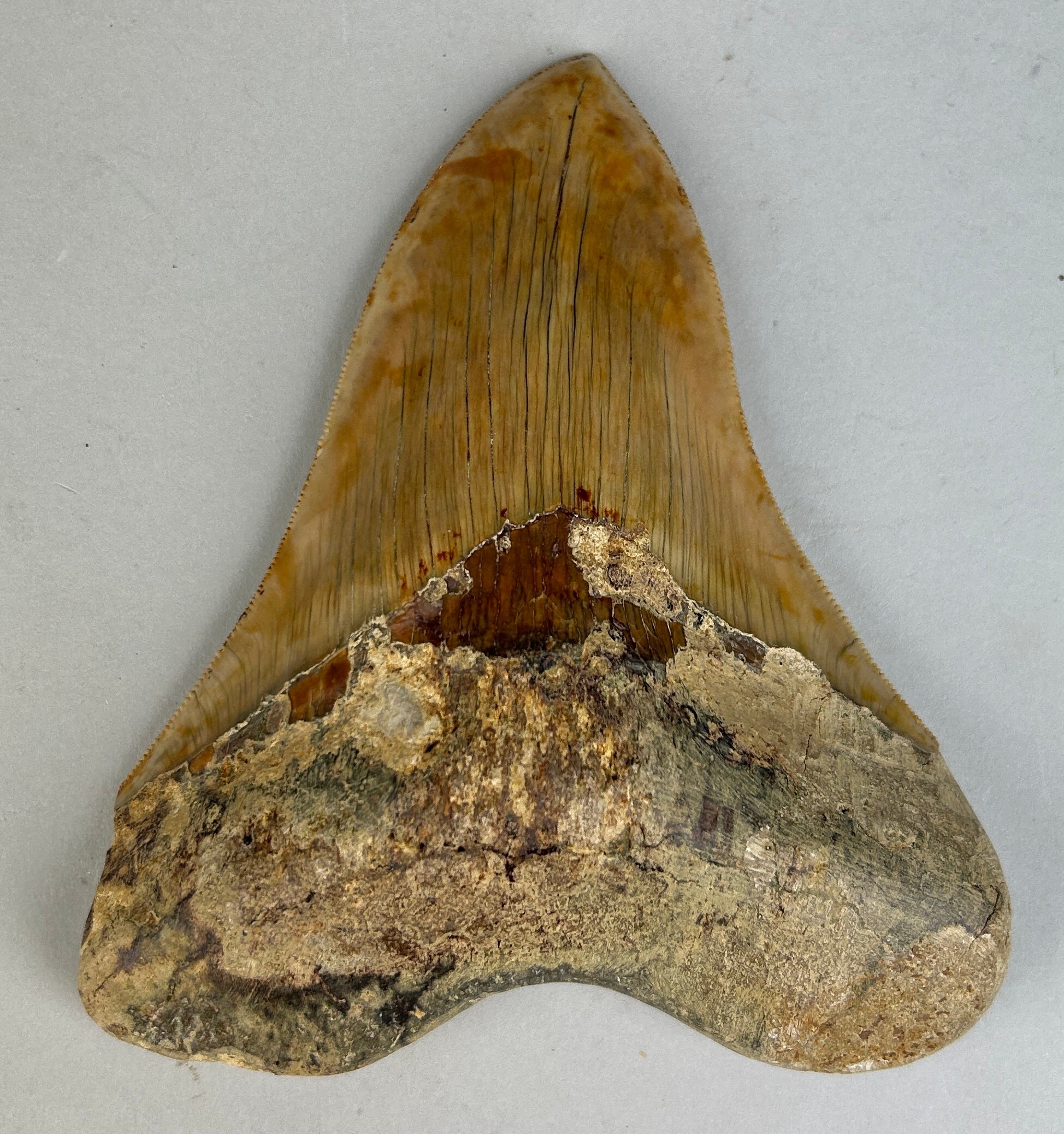 A VERY LARGE MEGALODON SHARK TOOTH FOSSIL 13cm x 11cm From Java, Indonesia. Miocene circa 5-10 - Image 2 of 4