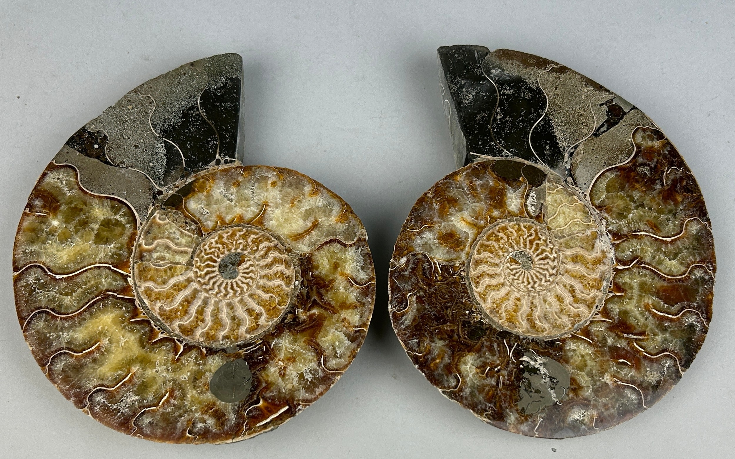 A VERY LARGE CUT AND POLISHED AMMONITE FOSSIL 20cm x 16cm each A very large Ammonite Fossil from