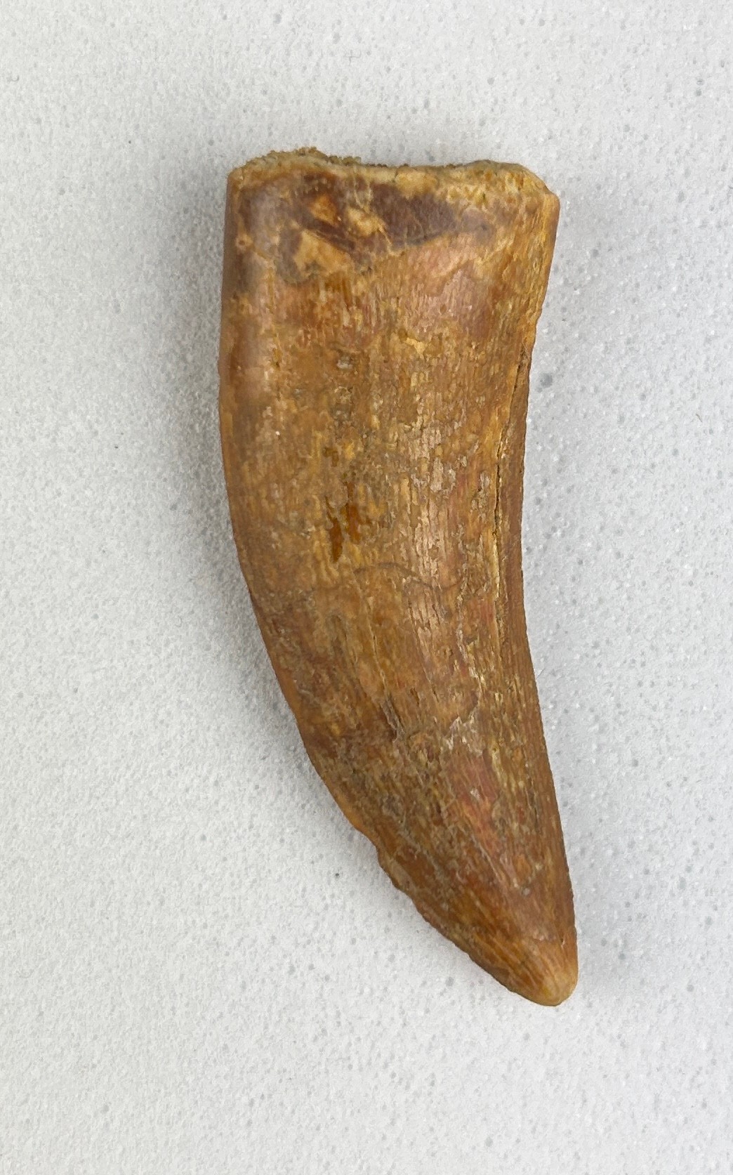 AFRICAN T-REX DINOSAUR TOOTH FOSSIL (CARCHARODONTOSAURUS SAHARICUS) 4cm x 1.8cm A large tooth with - Image 3 of 3