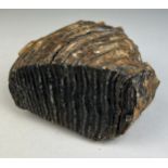 A WOOLLY MAMMOTH TOOTH FOSSIL FROM DOGGERBANK 16cm x 16cm x 11cm A Large Tooth of the Woolly Mammoth