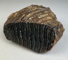 A WOOLLY MAMMOTH TOOTH FOSSIL FROM DOGGERBANK 16cm x 16cm x 11cm A Large Tooth of the Woolly Mammoth