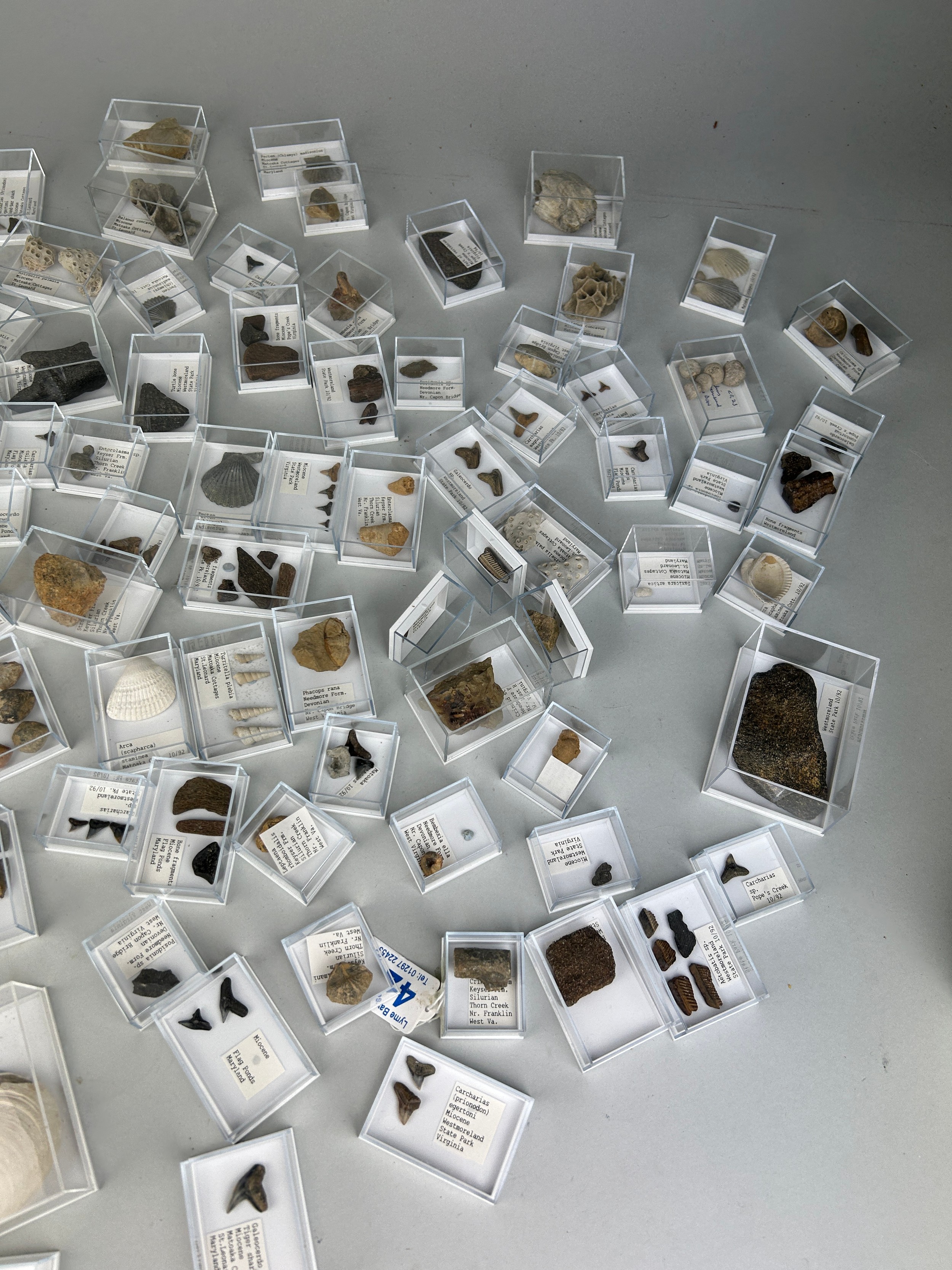 A LARGE COLLECTION OF FOSSIL SHARK TEETH AND SHELLS FROM USA Each specimen boxed and labelled. Ex - Image 3 of 6