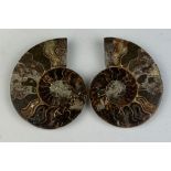 A CUT AND POLISHED AMMONITE FOSSIL 10cm x 8cm Large Ammonite Fossil from Madagascar, cut and