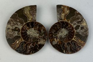 A CUT AND POLISHED AMMONITE FOSSIL 10cm x 8cm Large Ammonite Fossil from Madagascar, cut and