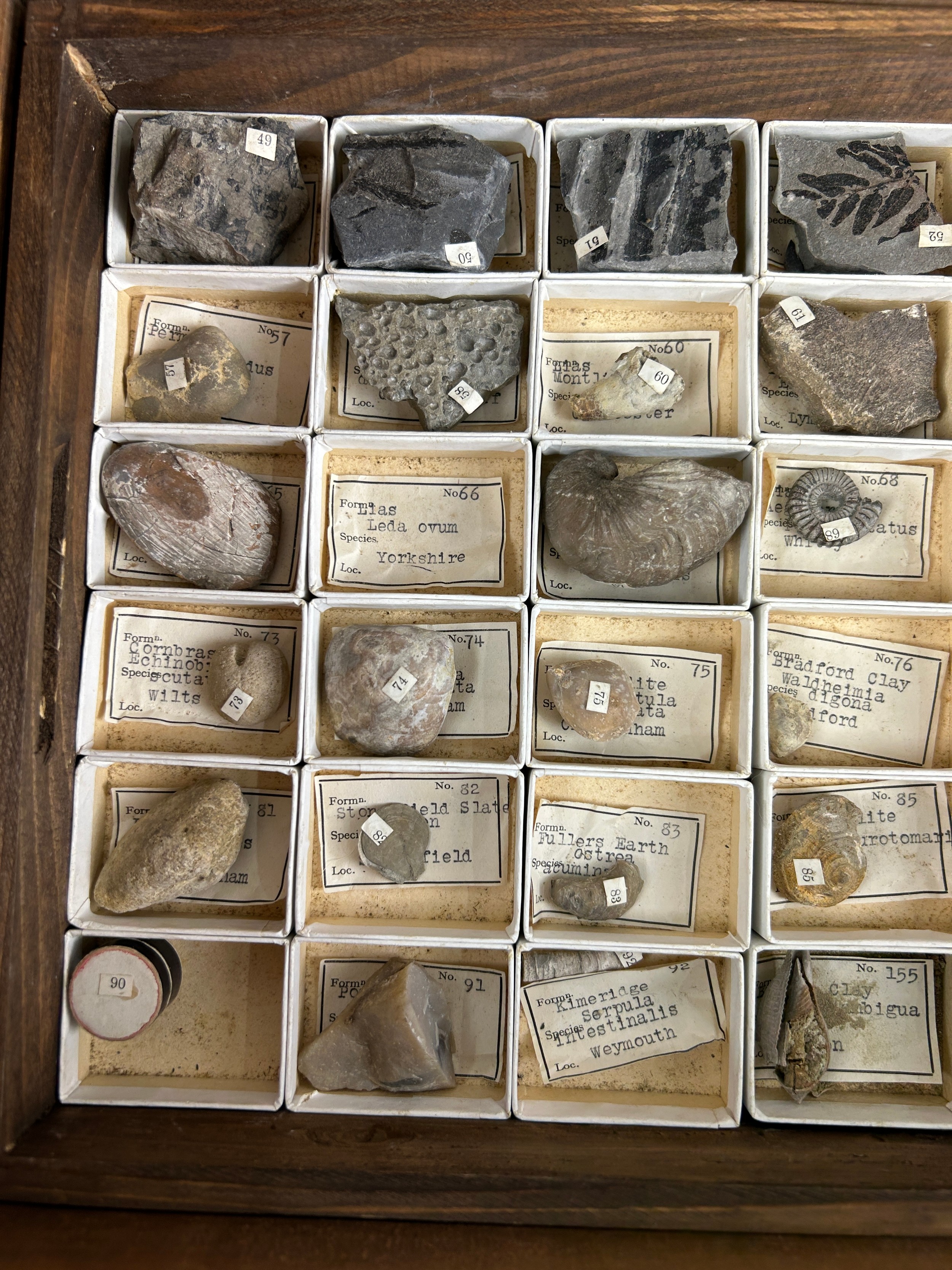 A GREGORY BOTTLEY CASED COLLECTION OF FOSSILS, Four wooden trays contained in a wooden box. - Image 9 of 12