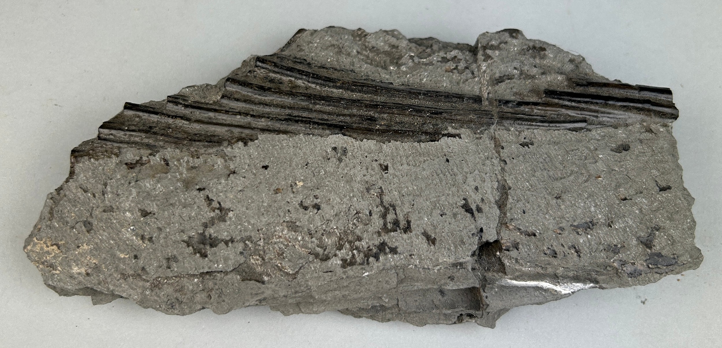 FOSSIL ICHTHYOSAURUS MARINE DINOSAUR RIBS FROM LYME REGIS 16cm x 9cm From the Jurassic coast, - Image 2 of 4
