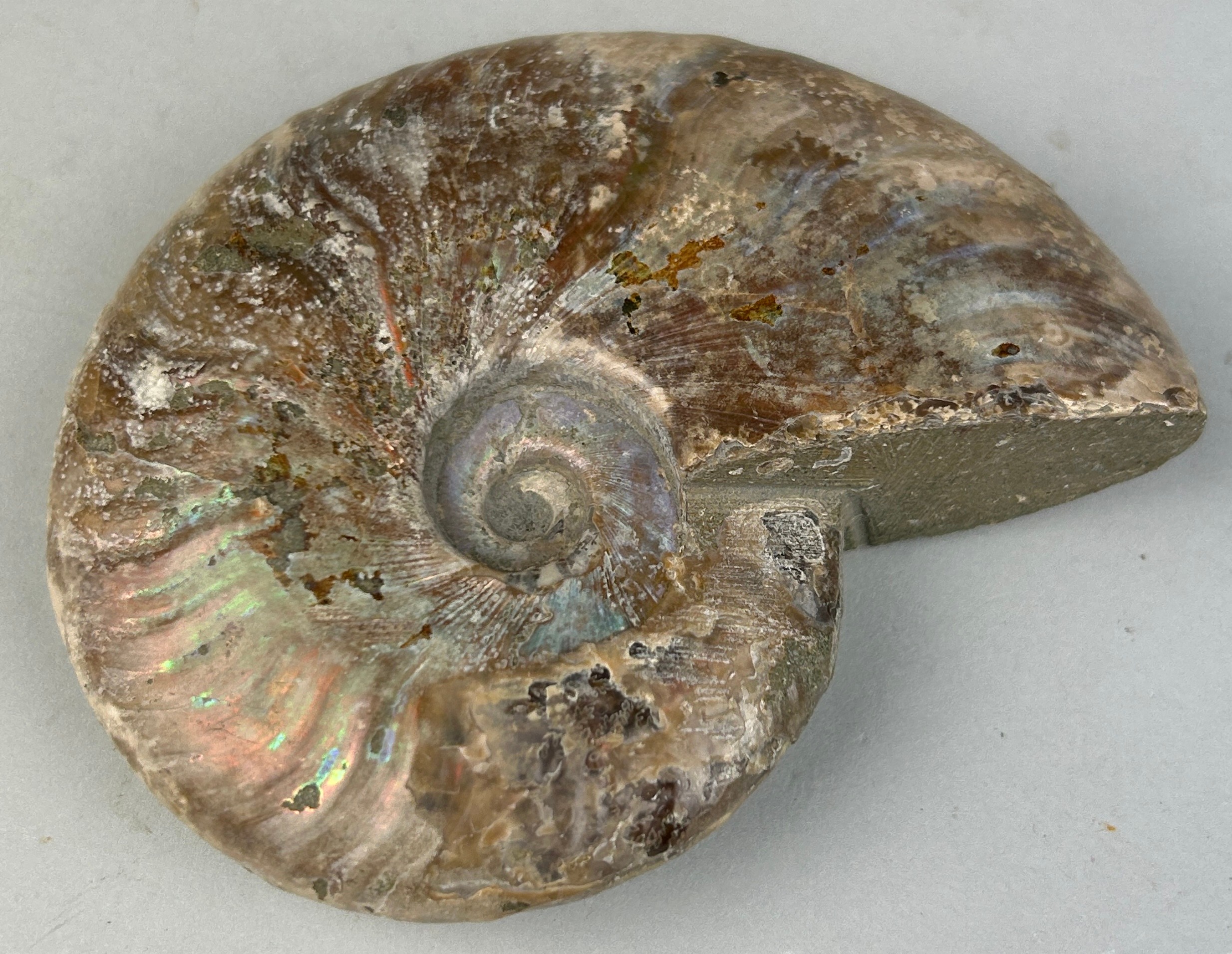 AN OPALISED CLEONICERAS AMMONITE FOSSIL 10cm x 8cm Ammonite From the Majunga Basin, Madagascar. - Image 3 of 3