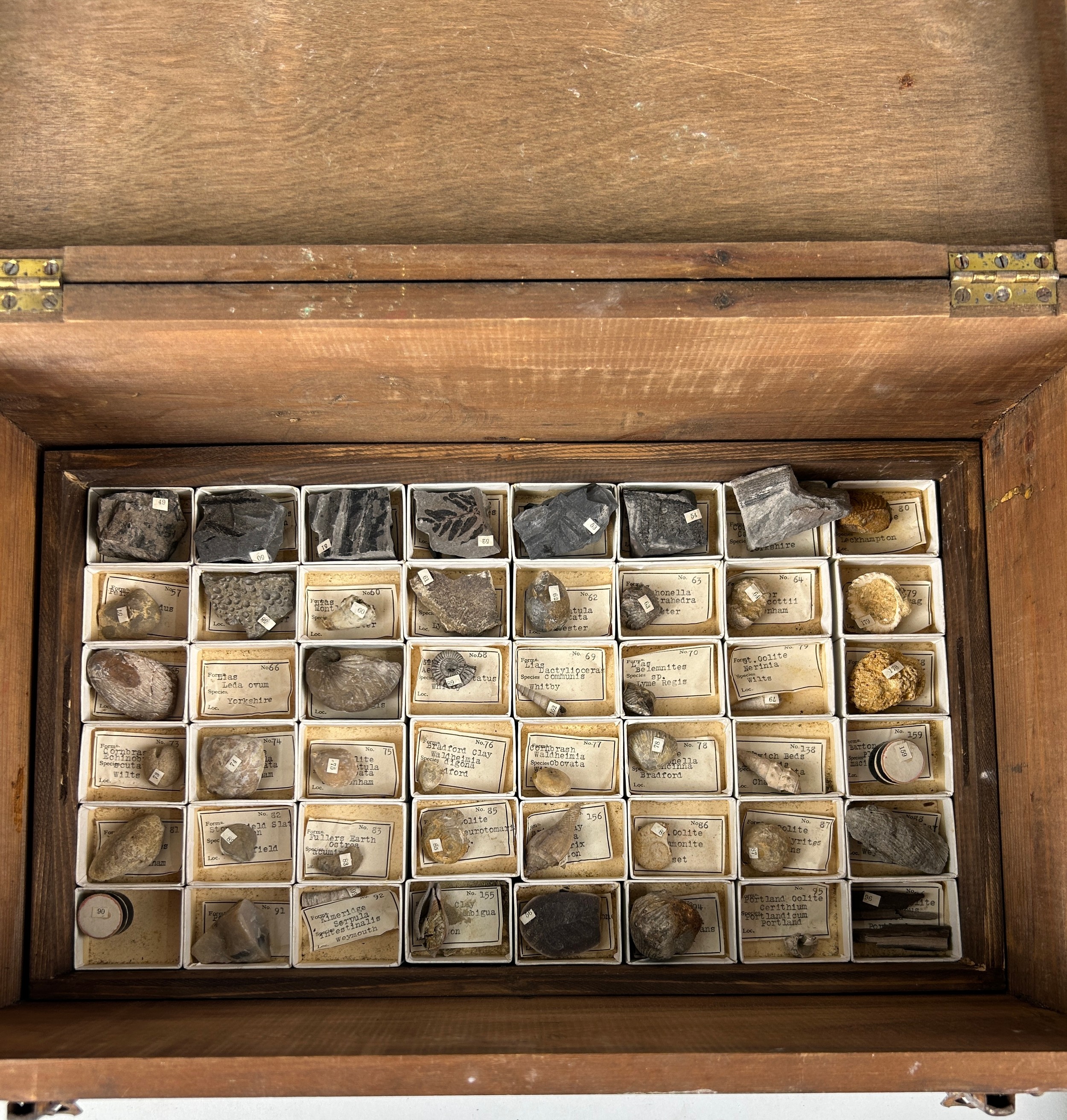 A GREGORY BOTTLEY CASED COLLECTION OF FOSSILS, Four wooden trays contained in a wooden box. - Image 4 of 12