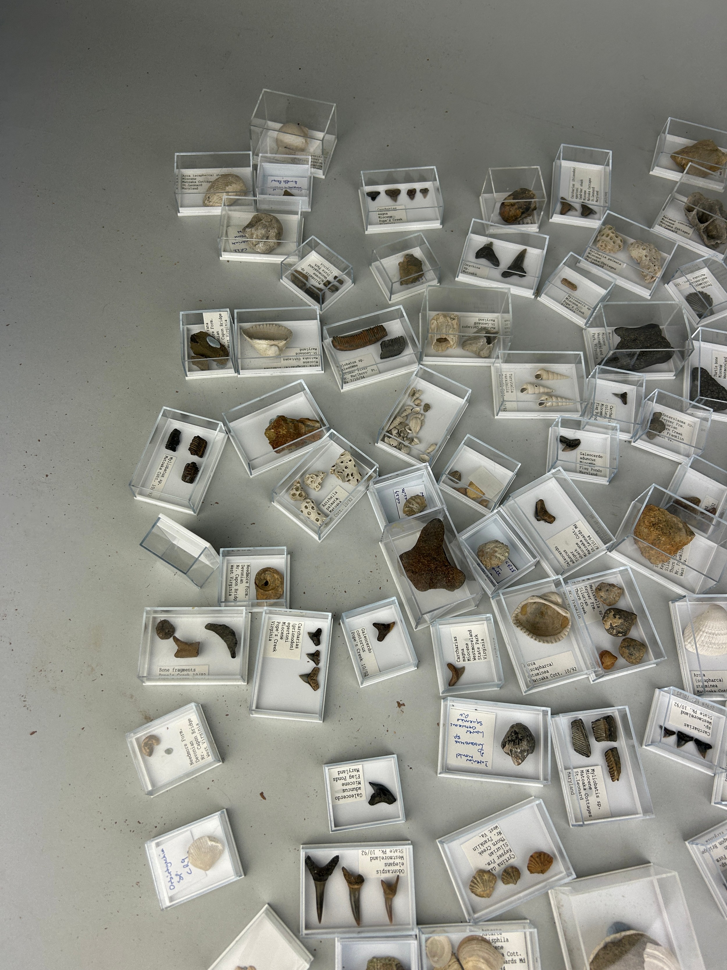 A LARGE COLLECTION OF FOSSIL SHARK TEETH AND SHELLS FROM USA Each specimen boxed and labelled. Ex - Image 5 of 6