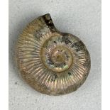 A HIGHLY IRIDESCENT OPALISED AMMONITE FOSSIL Natural shell displaying striking flashes of blue,