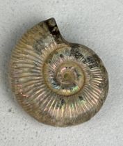 A HIGHLY IRIDESCENT OPALISED AMMONITE FOSSIL Natural shell displaying striking flashes of blue,