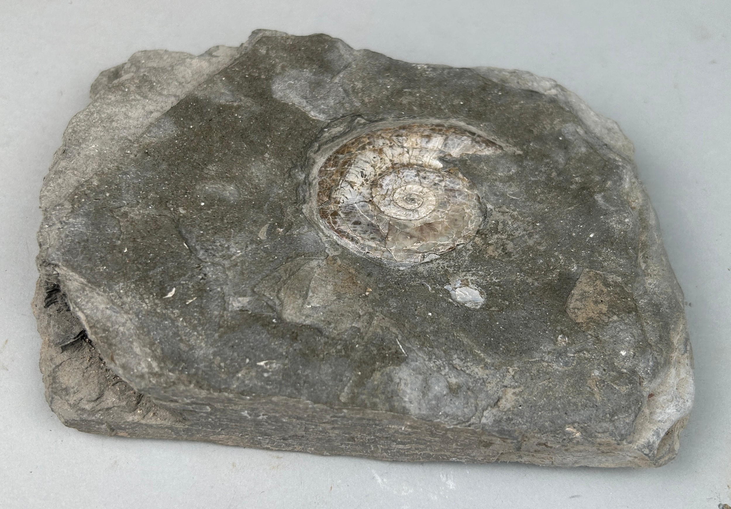 AN IRIDESCENT AMMONITE FOSSIL FROM SOMERSET 15cm x 11cm Preserved on a piece of shale matrix. When - Image 3 of 4