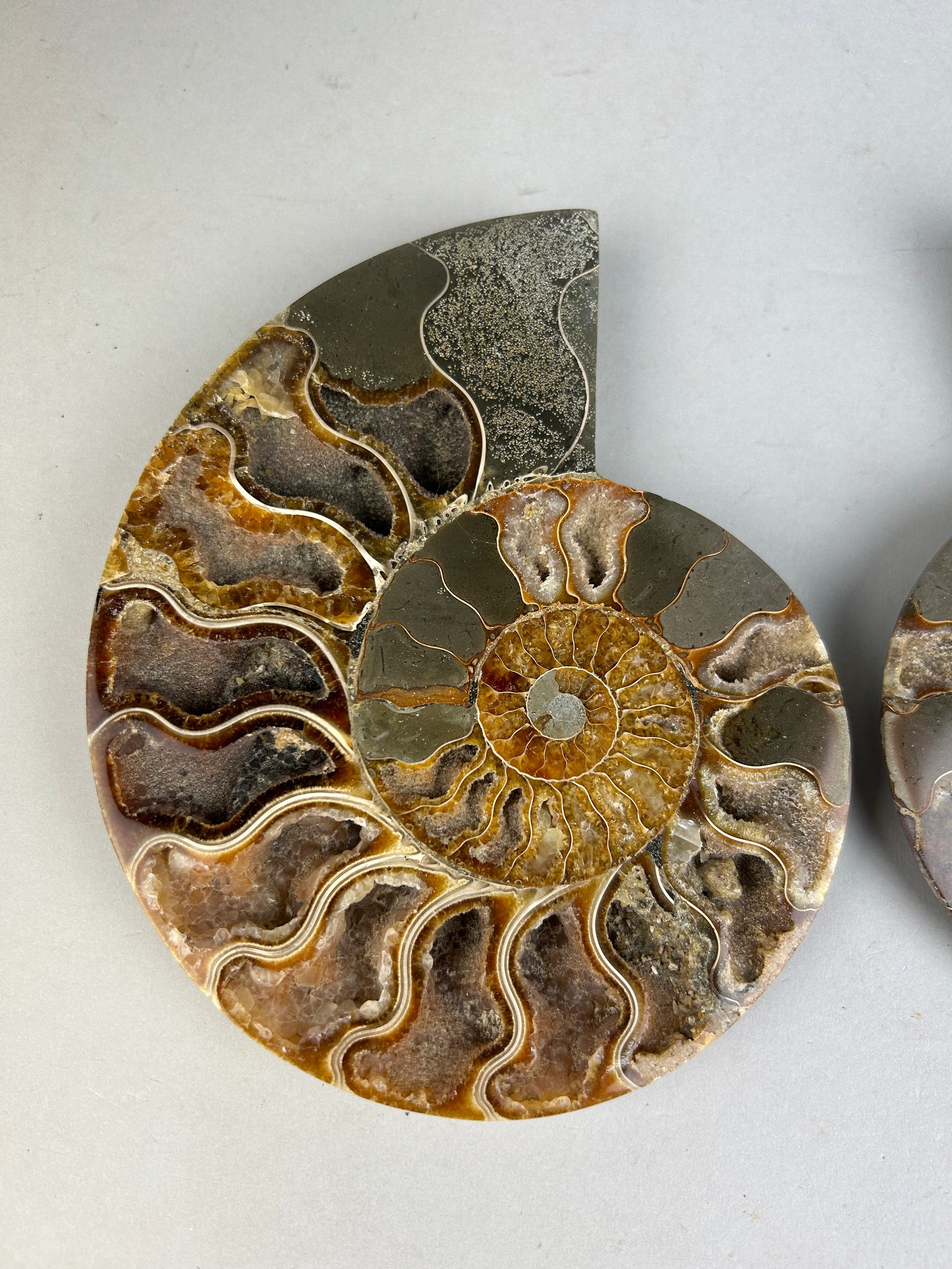 A LARGE CUT AND POLISHED AMMONITE FOSSIL 15cm x 12cm Large Ammonite Fossil from Madagascar, cut - Image 2 of 4