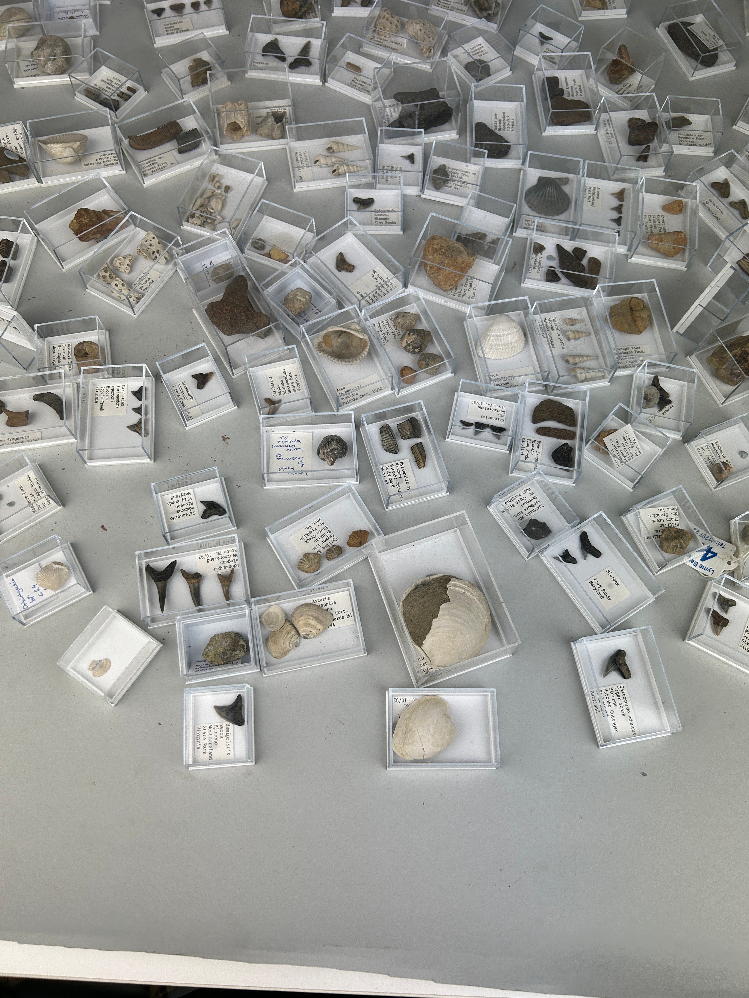 A LARGE COLLECTION OF FOSSIL SHARK TEETH AND SHELLS FROM USA Each specimen boxed and labelled. Ex - Image 6 of 6