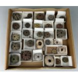 A COLLECTION OF DEEP WATER SEA URCHINS Old Collection - Australia