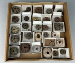 A COLLECTION OF DEEP WATER SEA URCHINS Old Collection - Australia