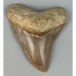 A MEGALODON SHARK TOOTH FOSSIL 10cm x 8cm From Java, Indonesia. Miocene circa 5-10 million years