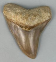 A MEGALODON SHARK TOOTH FOSSIL 10cm x 8cm From Java, Indonesia. Miocene circa 5-10 million years