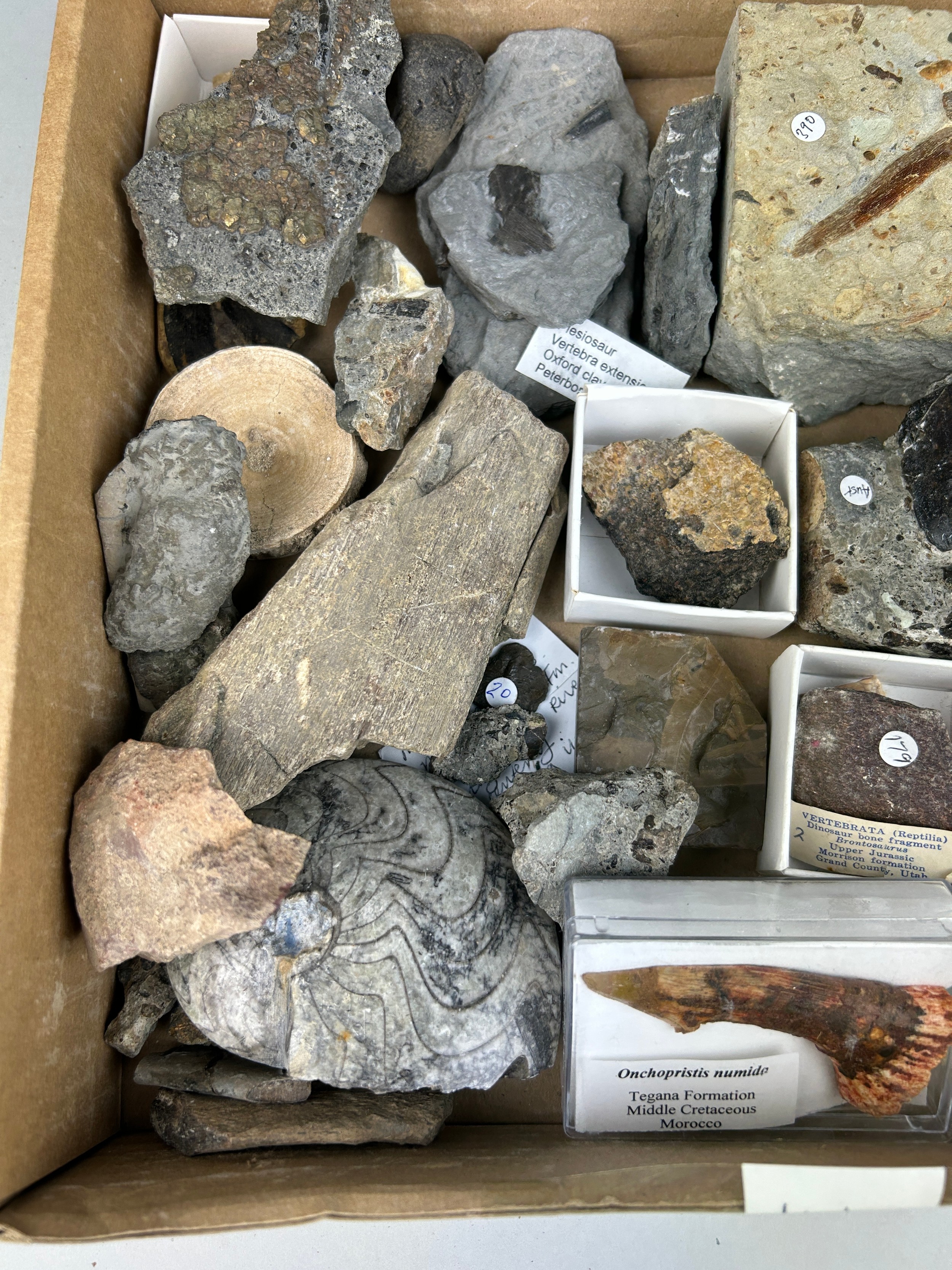 MIXED COLLECTION OF DINOSAUR FOSSILS AND TEETH Old British collection. - Image 4 of 4