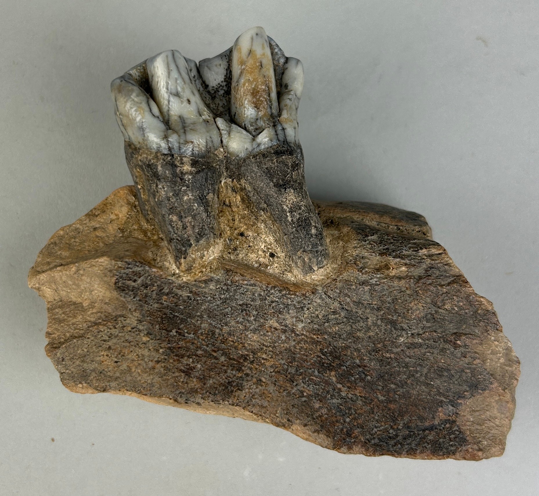 JAW FOSSIL FROM AN EXTINCT HIPPO 10cm x 9cm x 4cm This partial jaw contains one extremely well- - Image 3 of 4