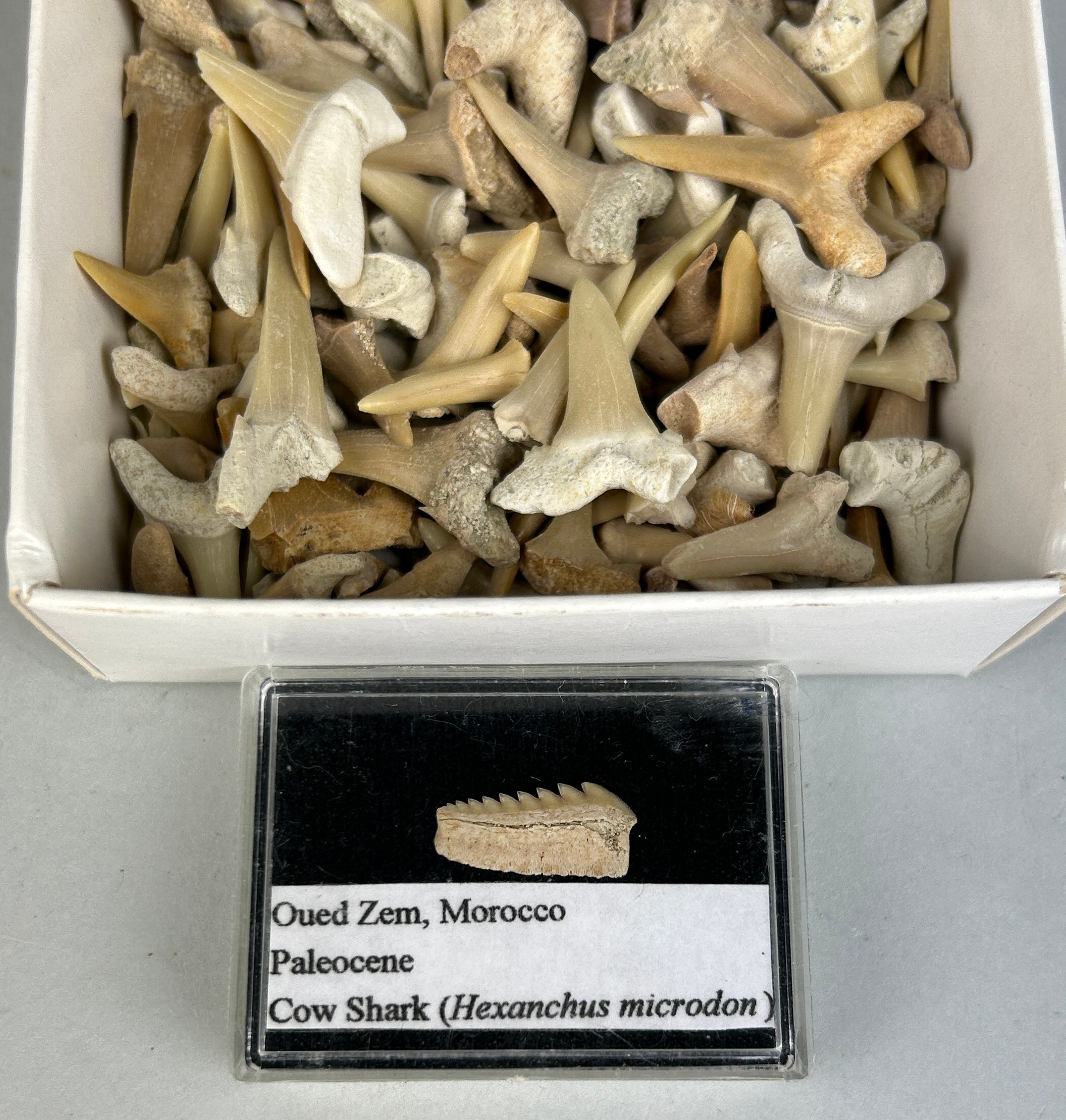 EXTINCT FOSSIL SHARK TEETH Comprises of many shark teeth and other fossils. Cretaceous-Eocene - Image 2 of 2