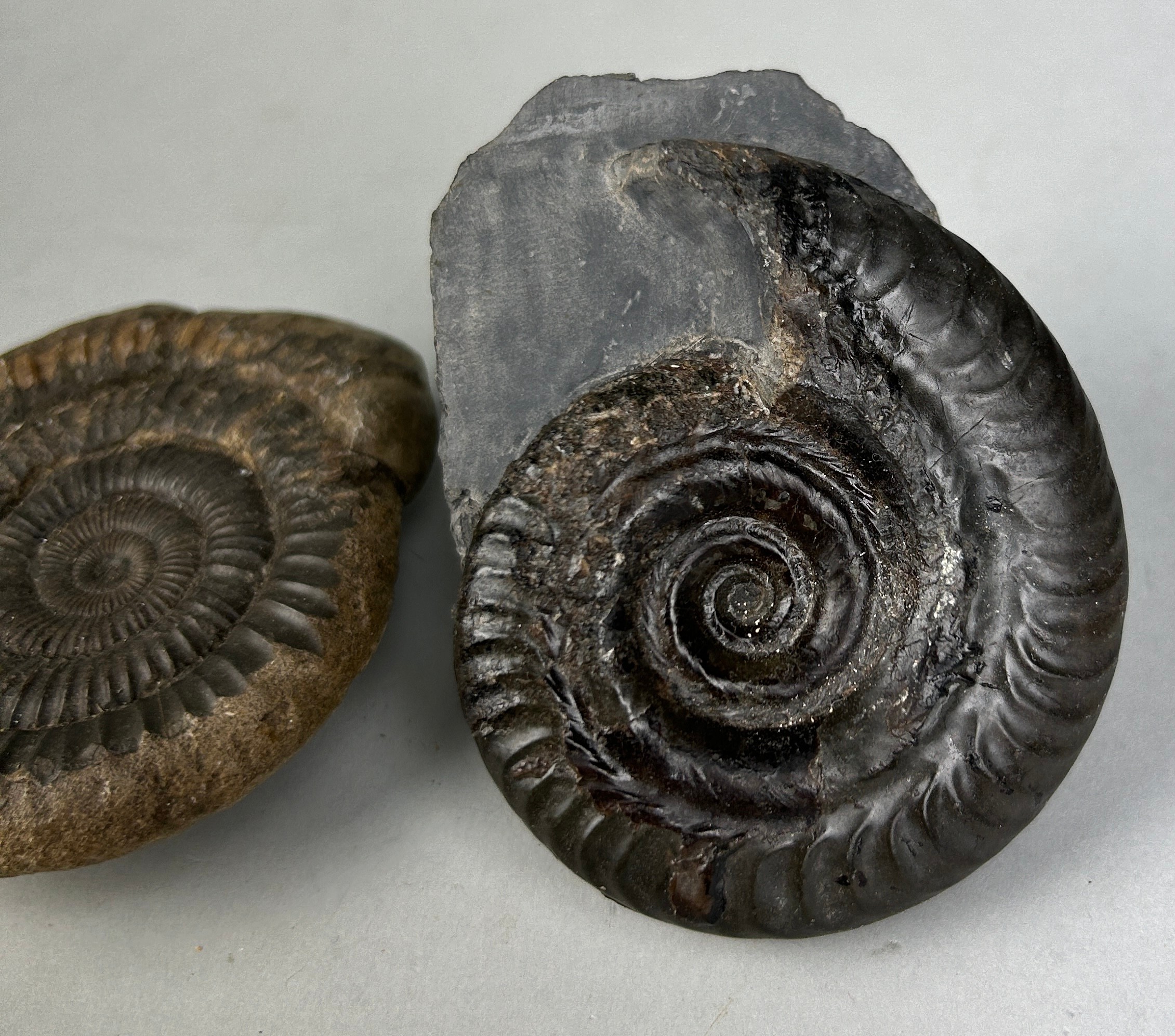 AMMONITE FOSSILS FROM WHITBY, YORKSHIRE A pair of ammonite fossils from Whitby, Yorkshire. - Image 2 of 3