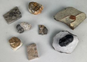 A COLLECTION OF TRILOBITE FOSSILS, A group of well-preserved trilobite fossils from the Alnif region