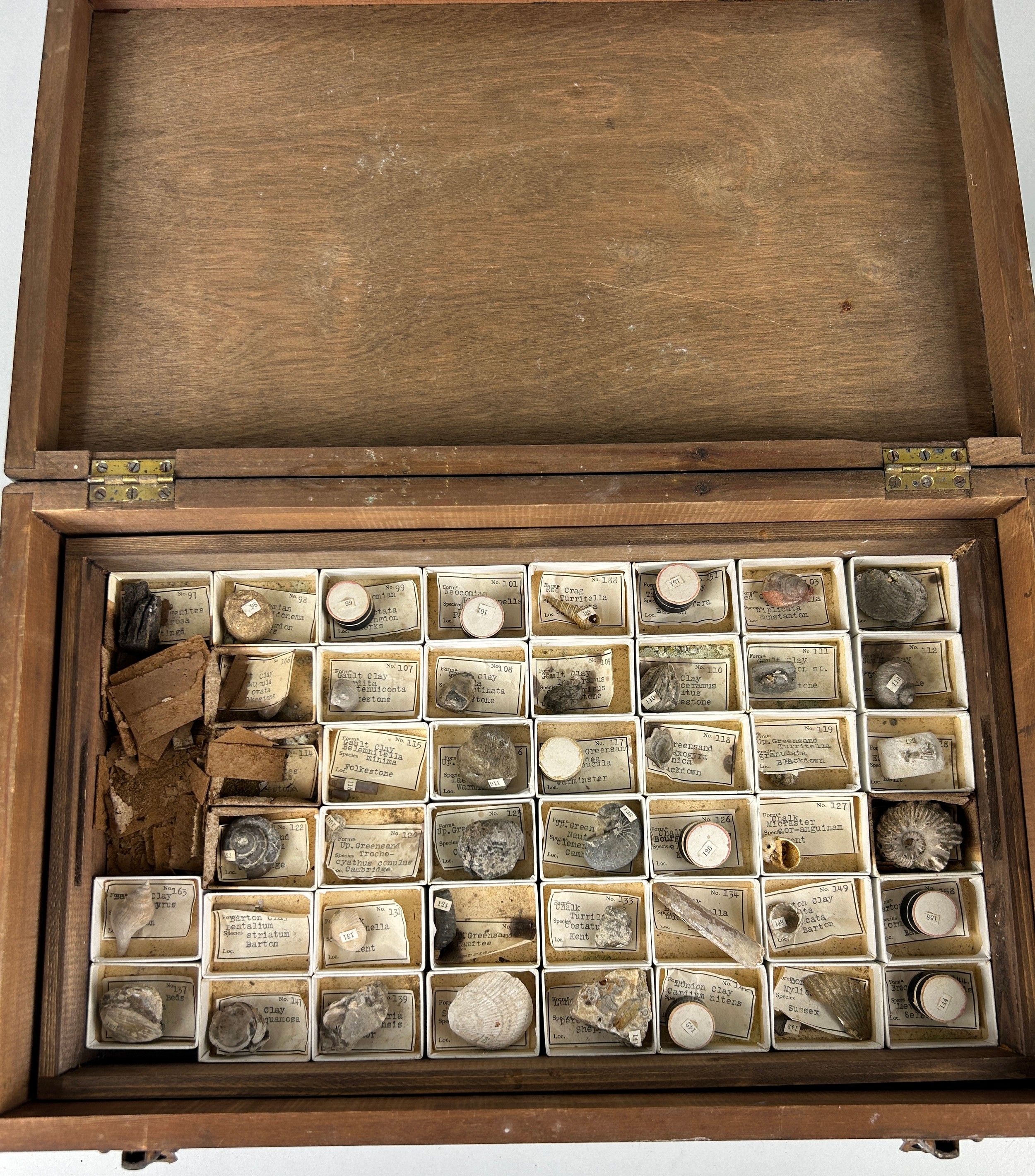 A GREGORY BOTTLEY CASED COLLECTION OF FOSSILS, Four wooden trays contained in a wooden box. - Image 2 of 12