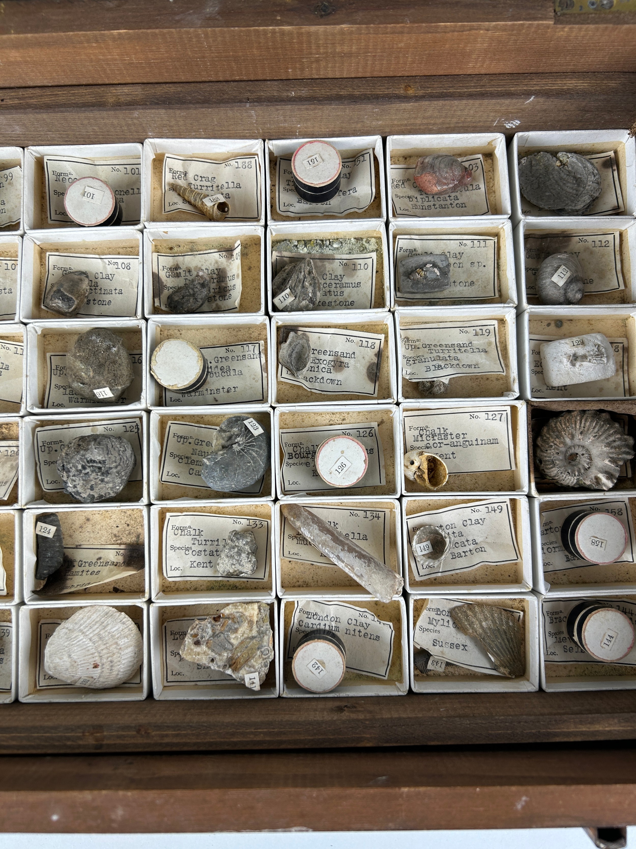 A GREGORY BOTTLEY CASED COLLECTION OF FOSSILS, Four wooden trays contained in a wooden box. - Image 6 of 12