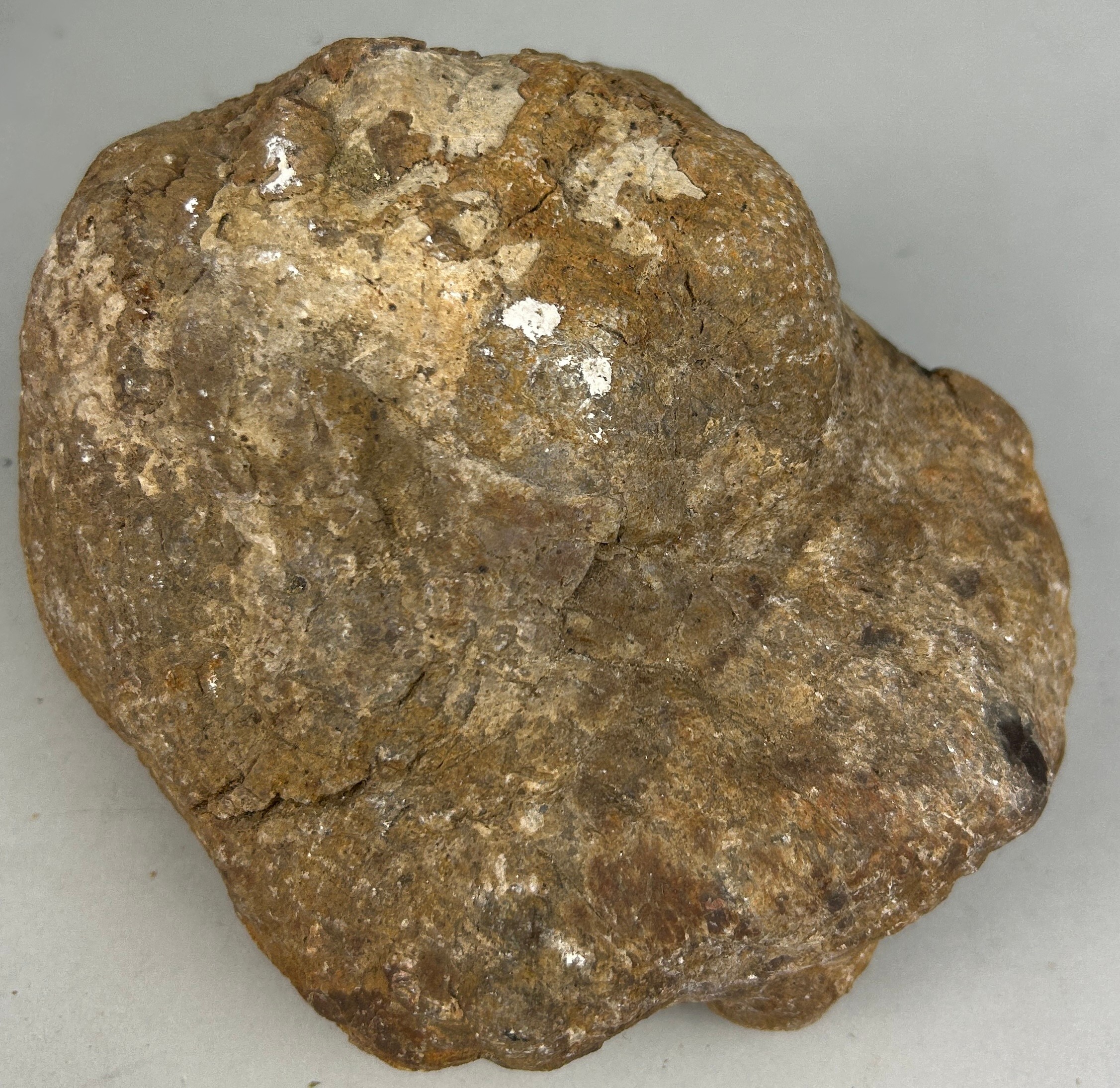 A LARGE DINOSAUR ‘COPROLITE’ OR FOSSIL POO FROM UTAH A very large dinosaur coprolite or ‘fossil poo’ - Image 2 of 3