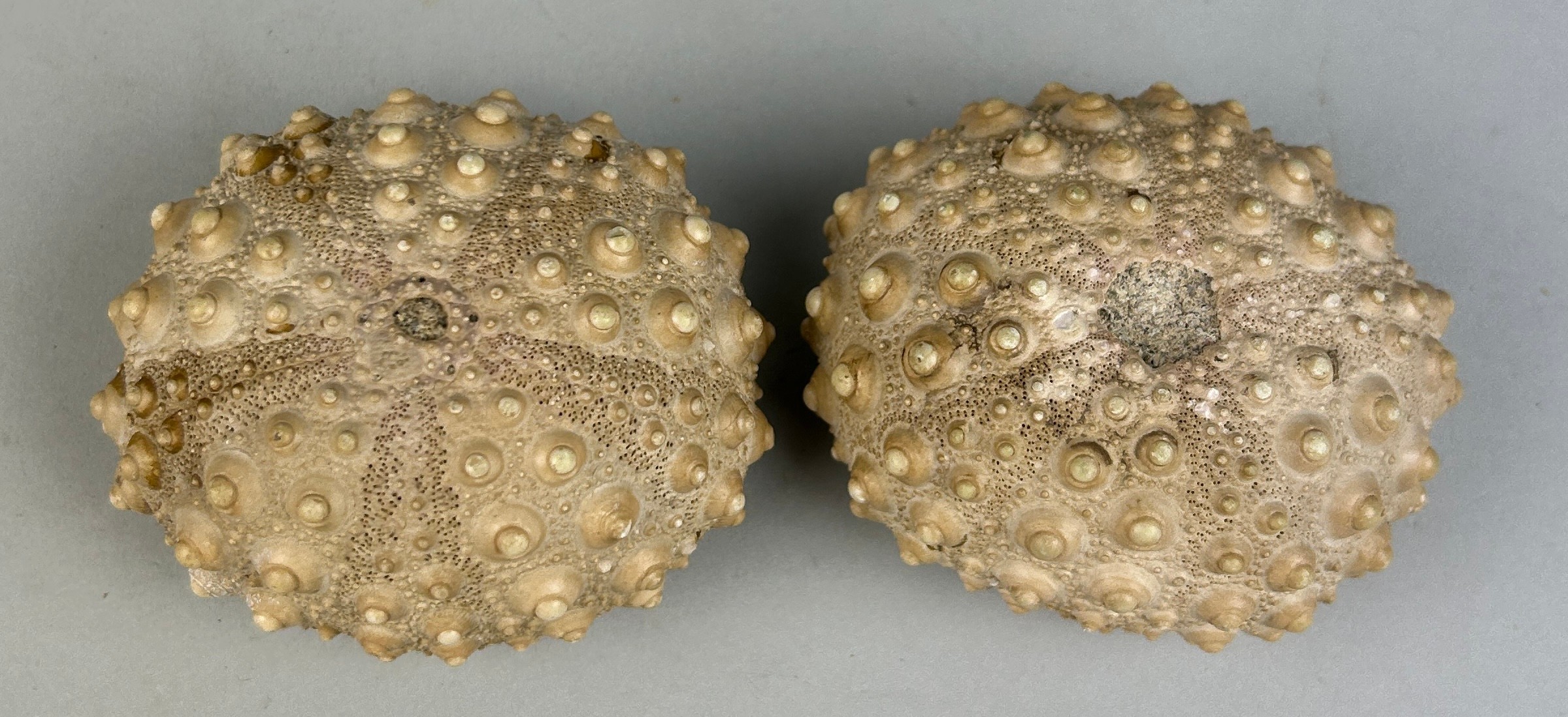 A PAIR OF FOSSIL SEA URCHINS, 6cm x 5cm x 3cm From the Island of Flores, Indonesia. Miocene - 5-10