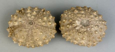 A PAIR OF FOSSIL SEA URCHINS, 6cm x 5cm x 3cm From the Island of Flores, Indonesia. Miocene - 5-10