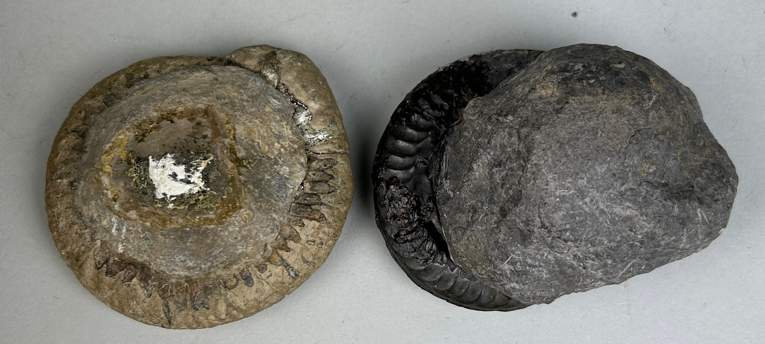 AMMONITE FOSSILS FROM WHITBY, YORKSHIRE A pair of ammonite fossils from Whitby, Yorkshire. - Image 3 of 3