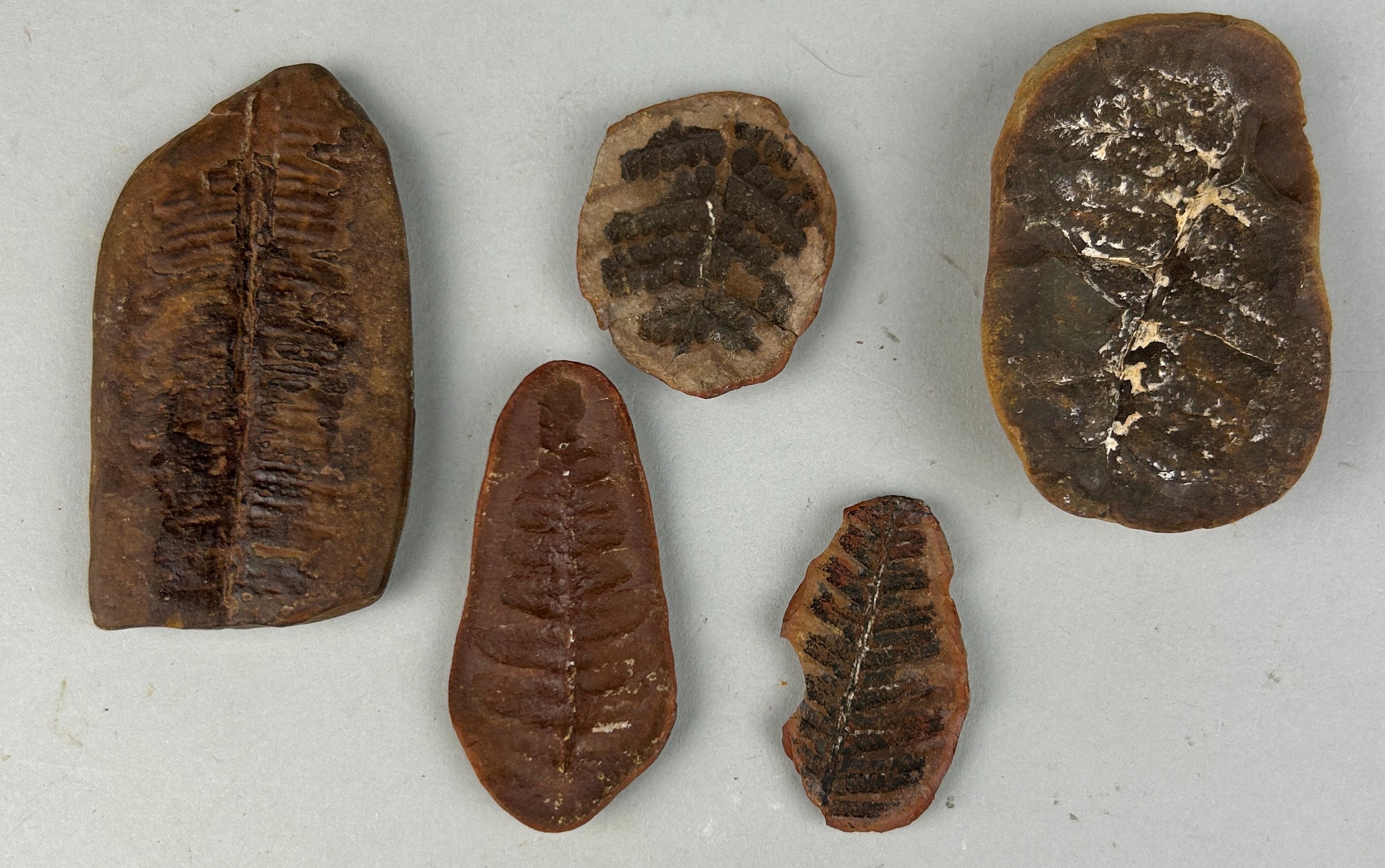 FOSSIL SEED FERN GROUP Mazon Creek Fossil Beds, Illinois - USA Middle Pennsylvanian Period, circa - Image 2 of 2